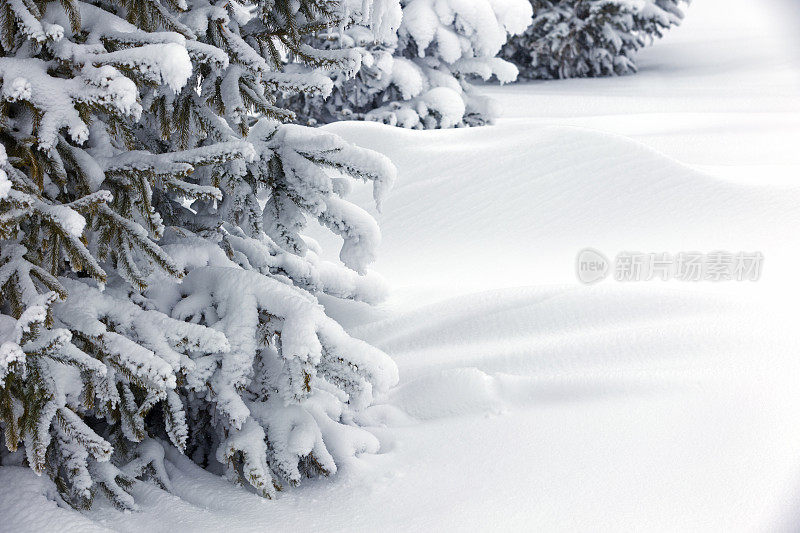 雪堆和云杉