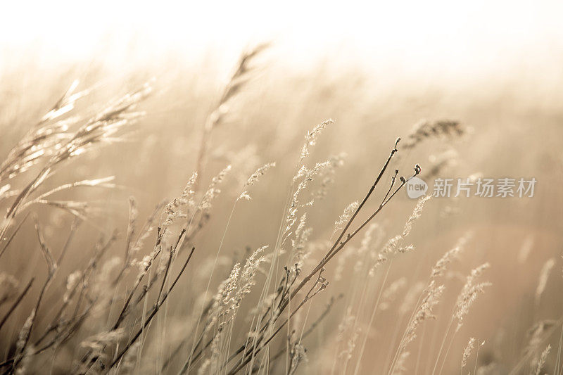 野生草地