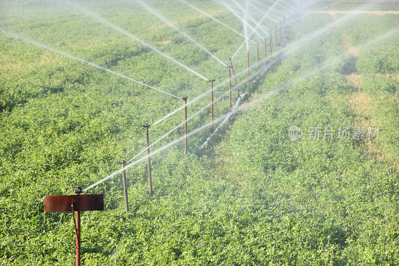 灌溉喷灌机灌溉农作物