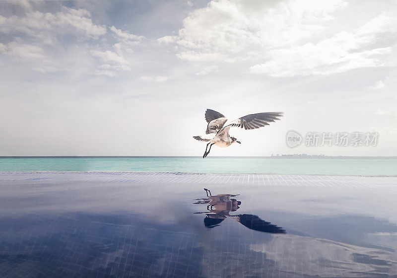 海鸥从泳池中起飞，背景是无限