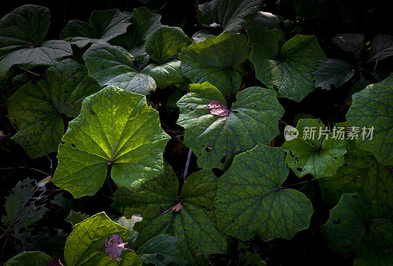 花园里丰富的绿叶。