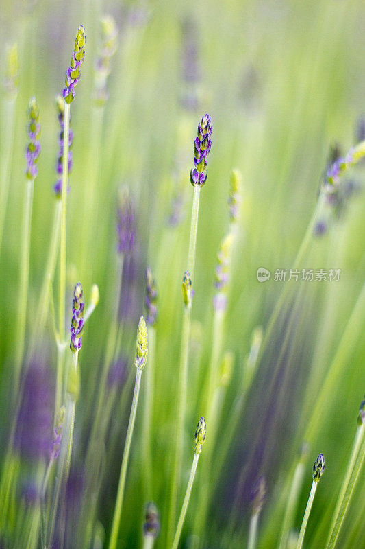 紫色薰衣草的田野，近距离模糊，2