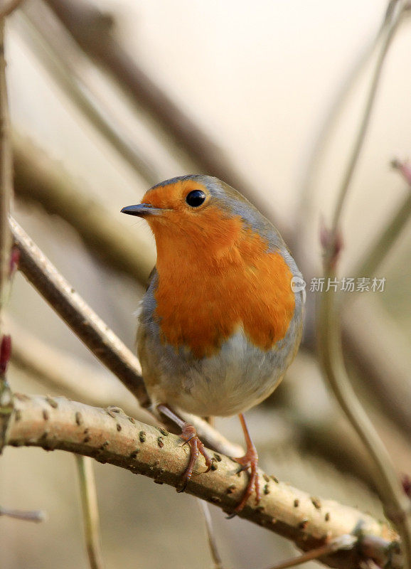 罗宾(红心rubecula)