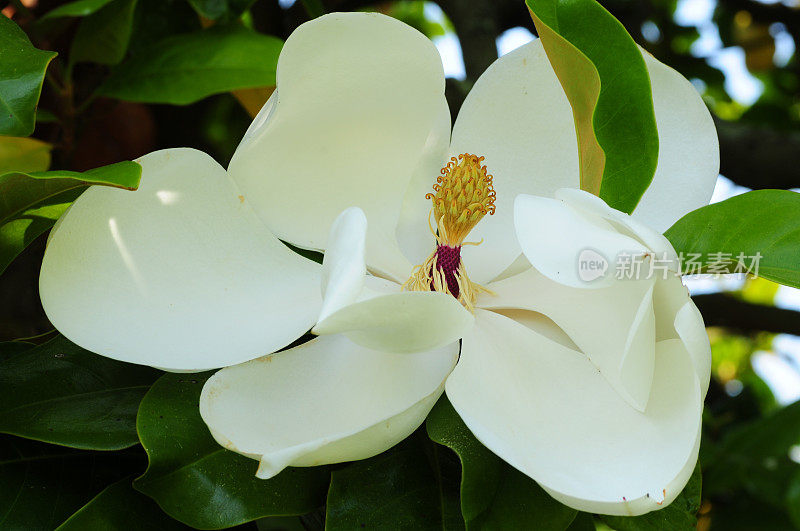 木兰花，大花歌利亚，英国