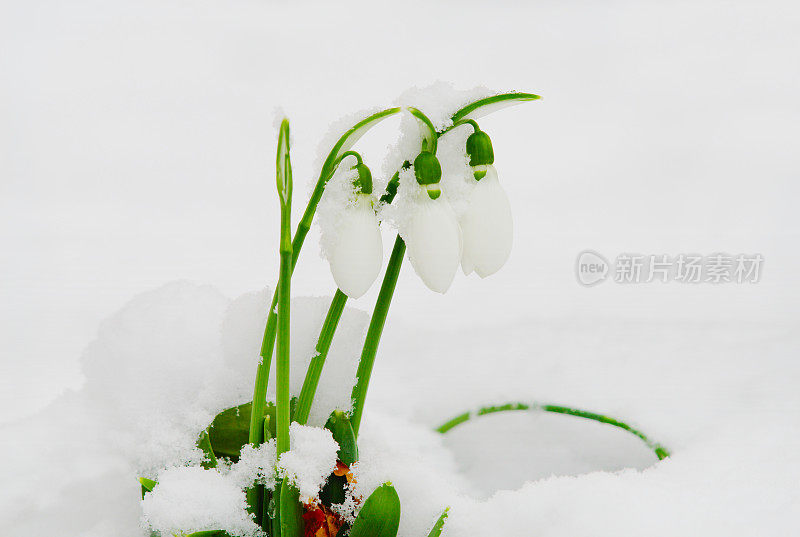 雪花莲在雪下