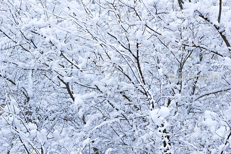 雪分支