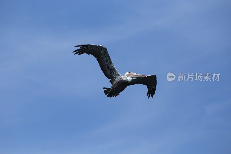 美国加州莫斯港附近的褐鹈鹕