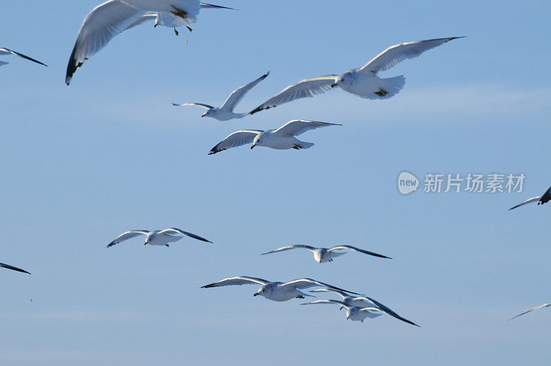 群的海鸥