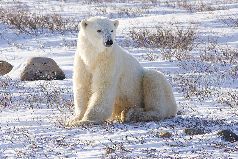 北极熊坐在白雪皑皑的苔原上