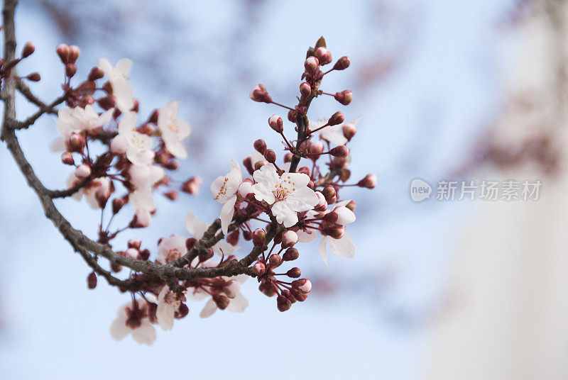 樱桃树开花