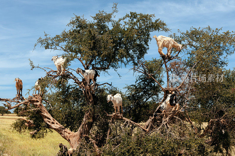 在南非摩洛哥的阿甘树上吃草的山羊