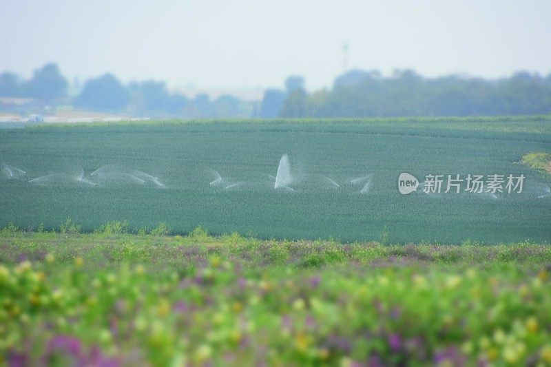 浇水种植园