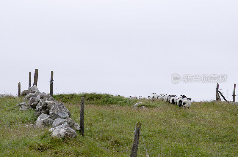 爱尔兰风景中的绵羊