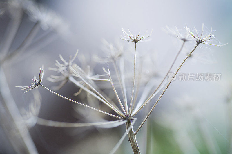 干燥花的美丽