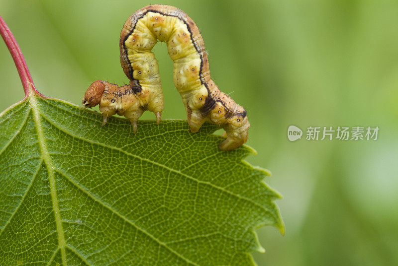 黄色的毛毛虫