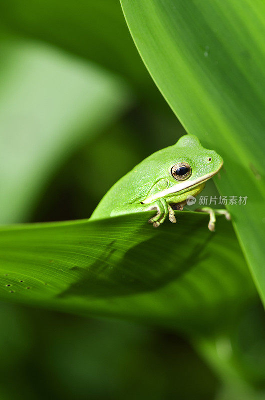 美国绿树蛙
