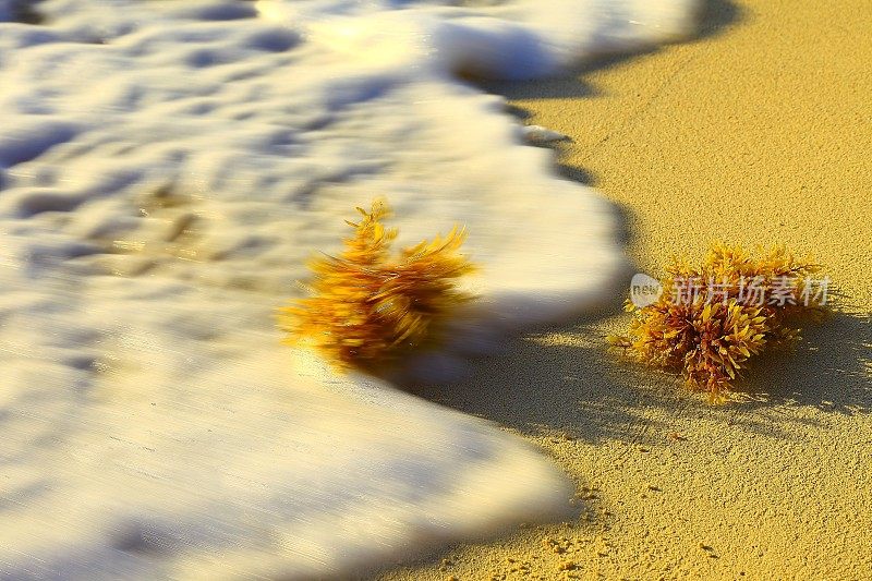 海滩海浪，里维埃拉日落景观-坎昆，加勒比热带天堂