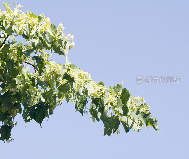 开花酸橙树(椴规格)对抗蓝天