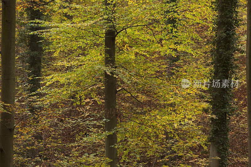 秋色斑斓的山毛榉林