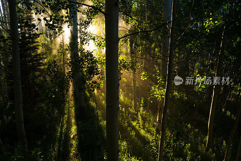 阳光在白杨森林