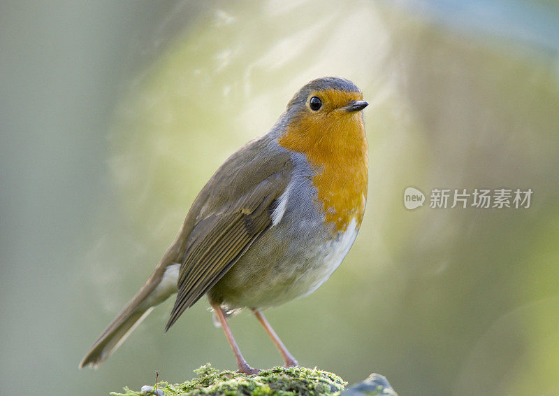 罗宾(红心rubecula)