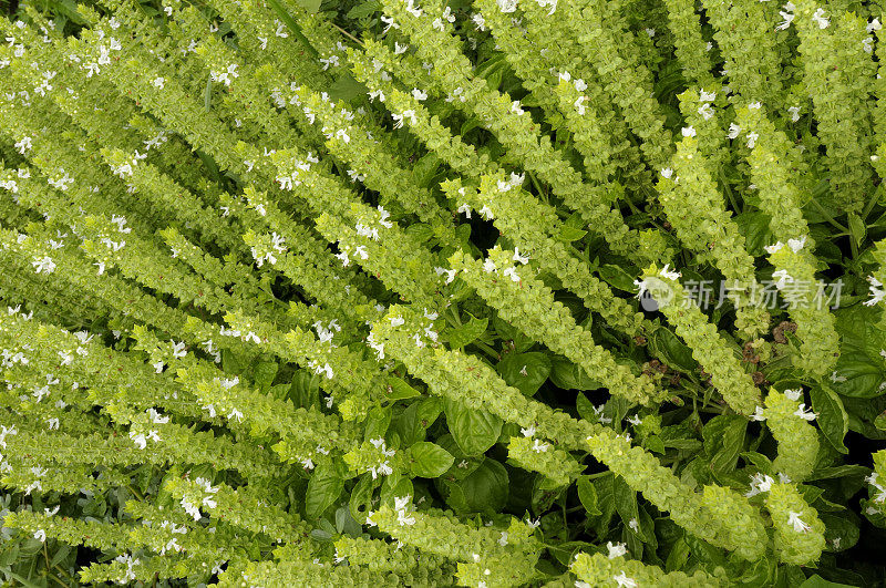 罗勒植物