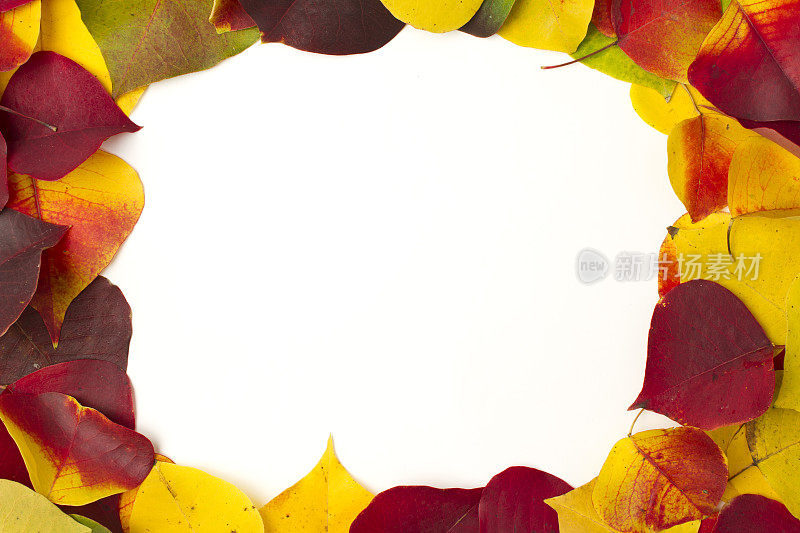 白色背景上的秋叶框架