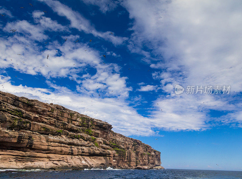 一看博纳旺蒂尔岛和它世界上最大的北部塘鹅殖民地，每年有6个月超过20万只鸟在这里安家。