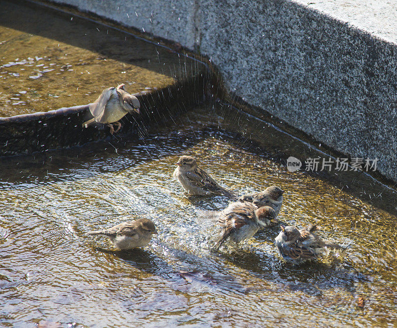 麻雀喜欢洗澡