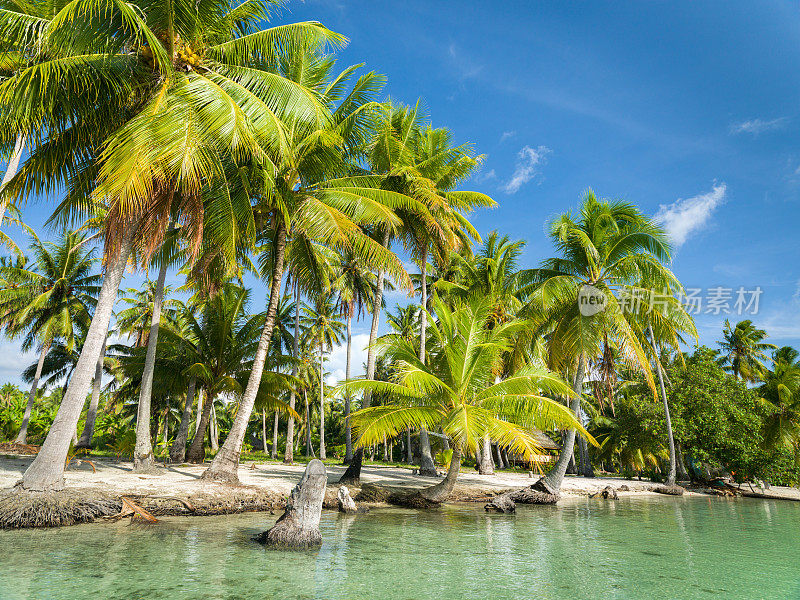 棕榈树塔哈摩图天然岛海滩塔哈法属波利尼西亚