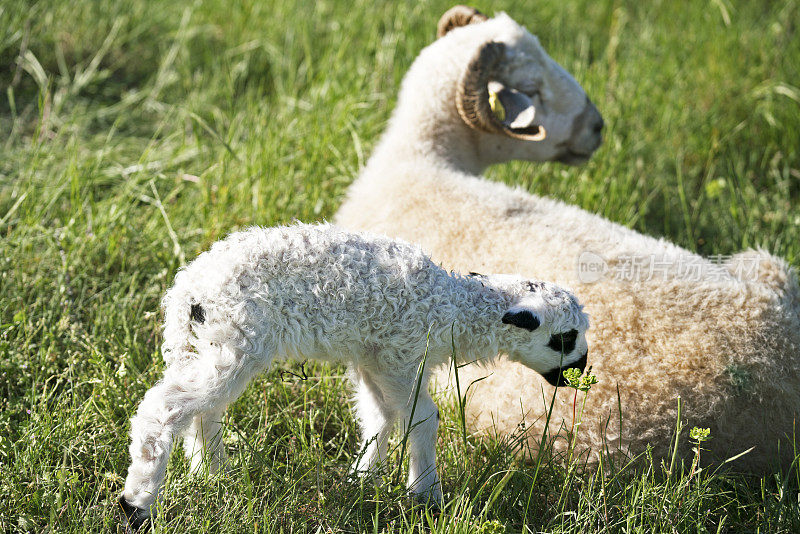 刚出生的小羊羔和它的妈妈在一起
