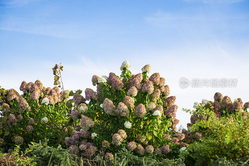 秋天绣球花植物在加拿大安大略省