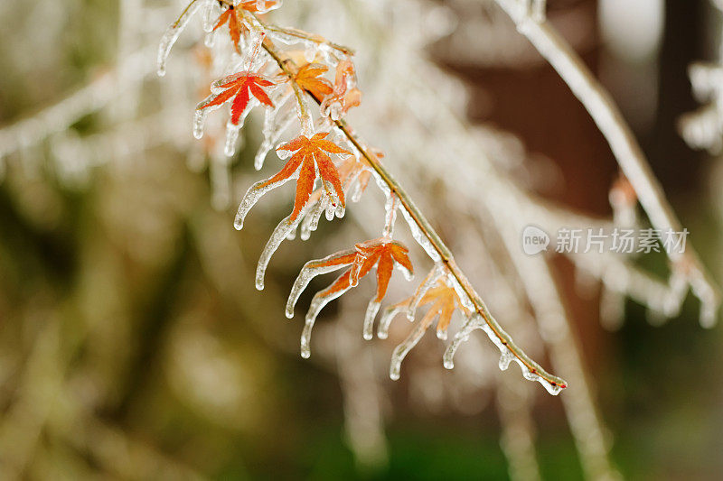 日本枫树上的冻雨