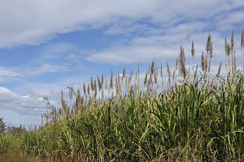 中美洲甘蔗田