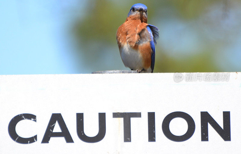 蓝鸟警告标志