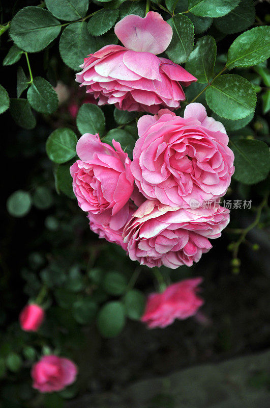 粉色的玫瑰开花
