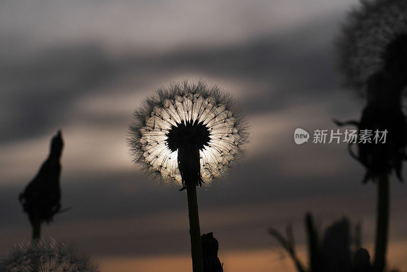 晚霞中的Dadelion种子