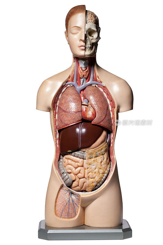 人体解剖学的模型