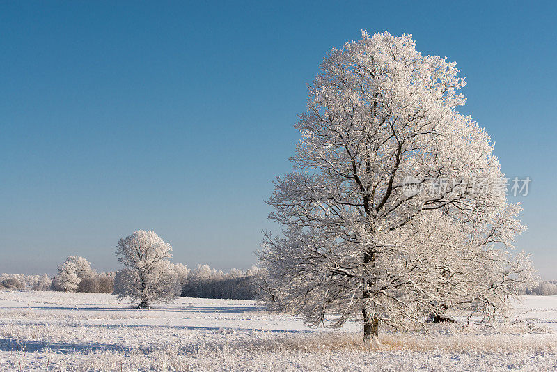 白霜覆盖的树木