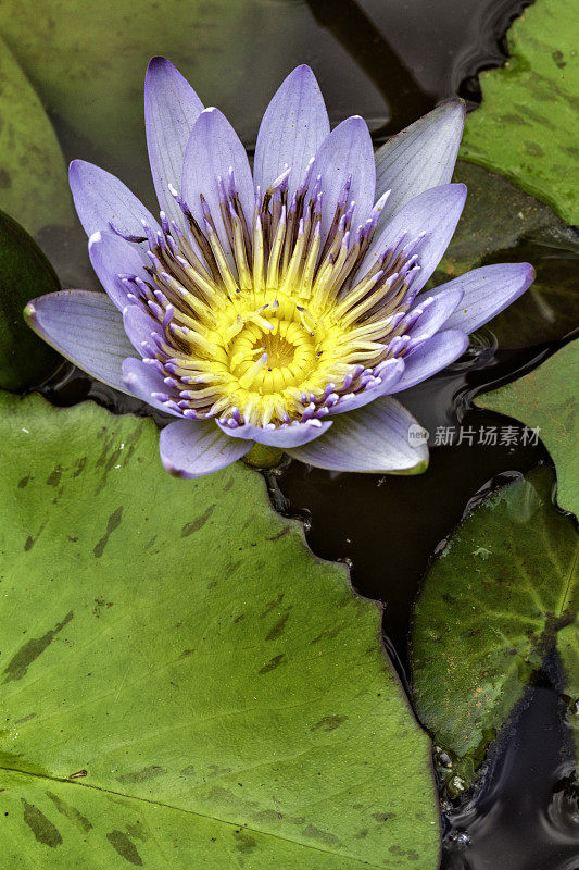 池塘里美丽的紫色荷花