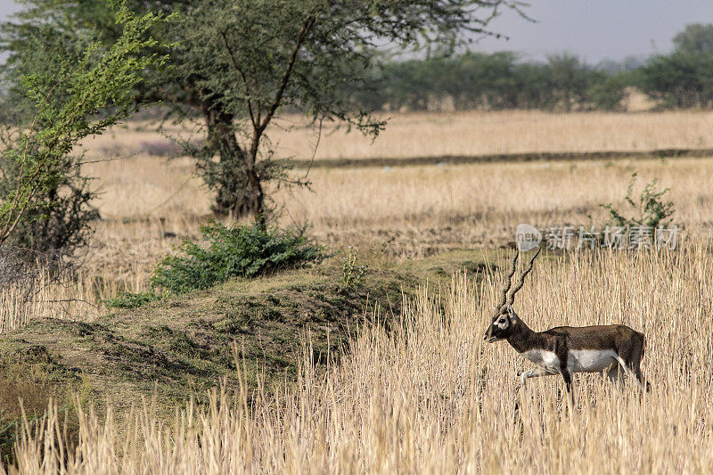 印度拉贾斯坦邦的黑羚。