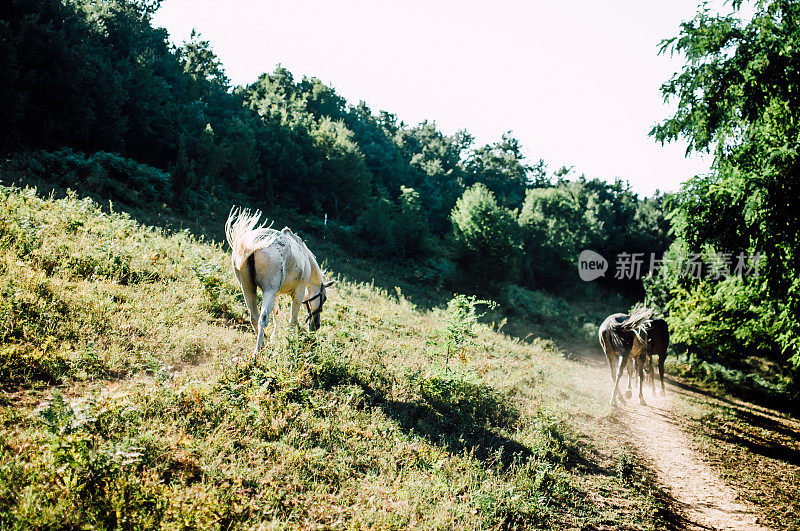 马的牧场。农村景观