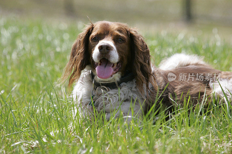 布兰妮猎犬躺下