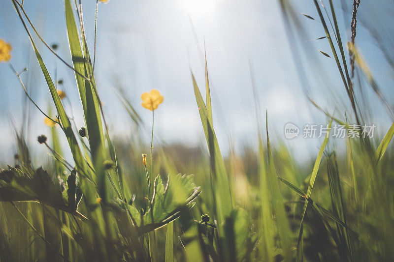 夏日里，野草在明亮的阳光下生长