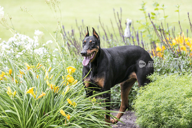 杜宾犬