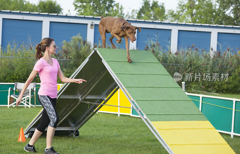 在敏捷性比赛中，狗跑上a型架障碍