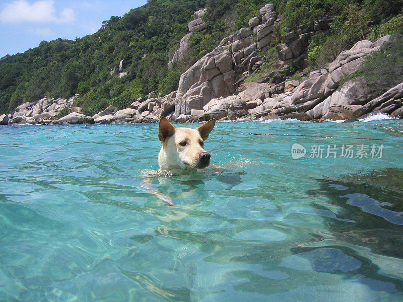 浮潜的狗