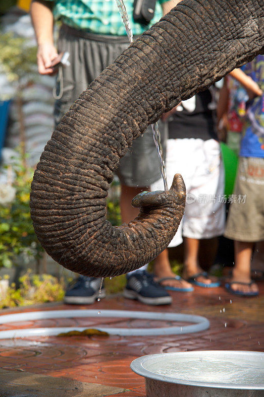 卷曲的大象鼻子喝水