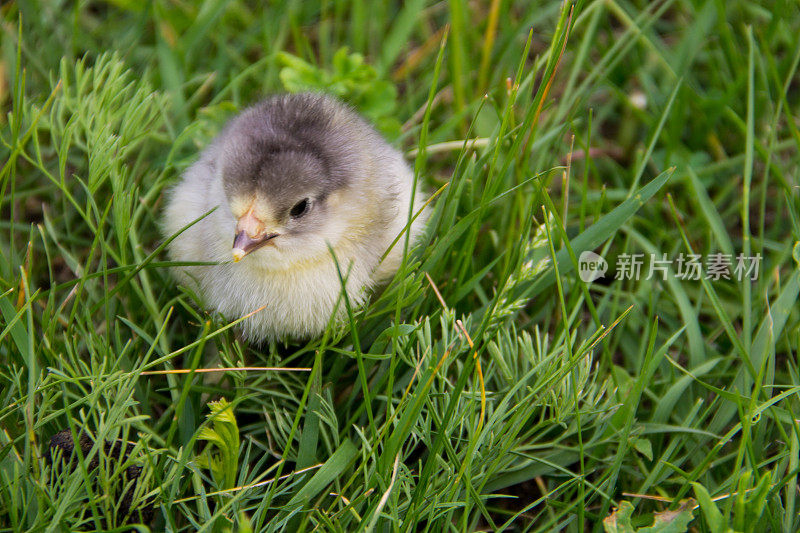 绿草里美丽的小鸡