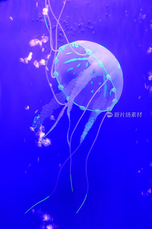 水母在蓝色背景中游动